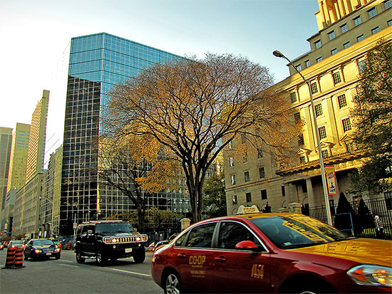 tree, buildings, street, taxi, cars, bloor street west, toronto, city, life