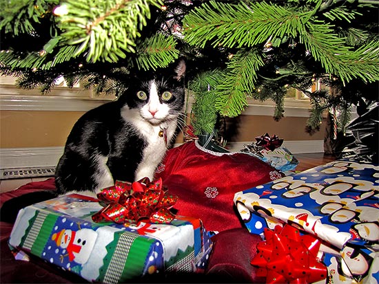 cat, christmas tree, gifts, presents, toronto, city, life